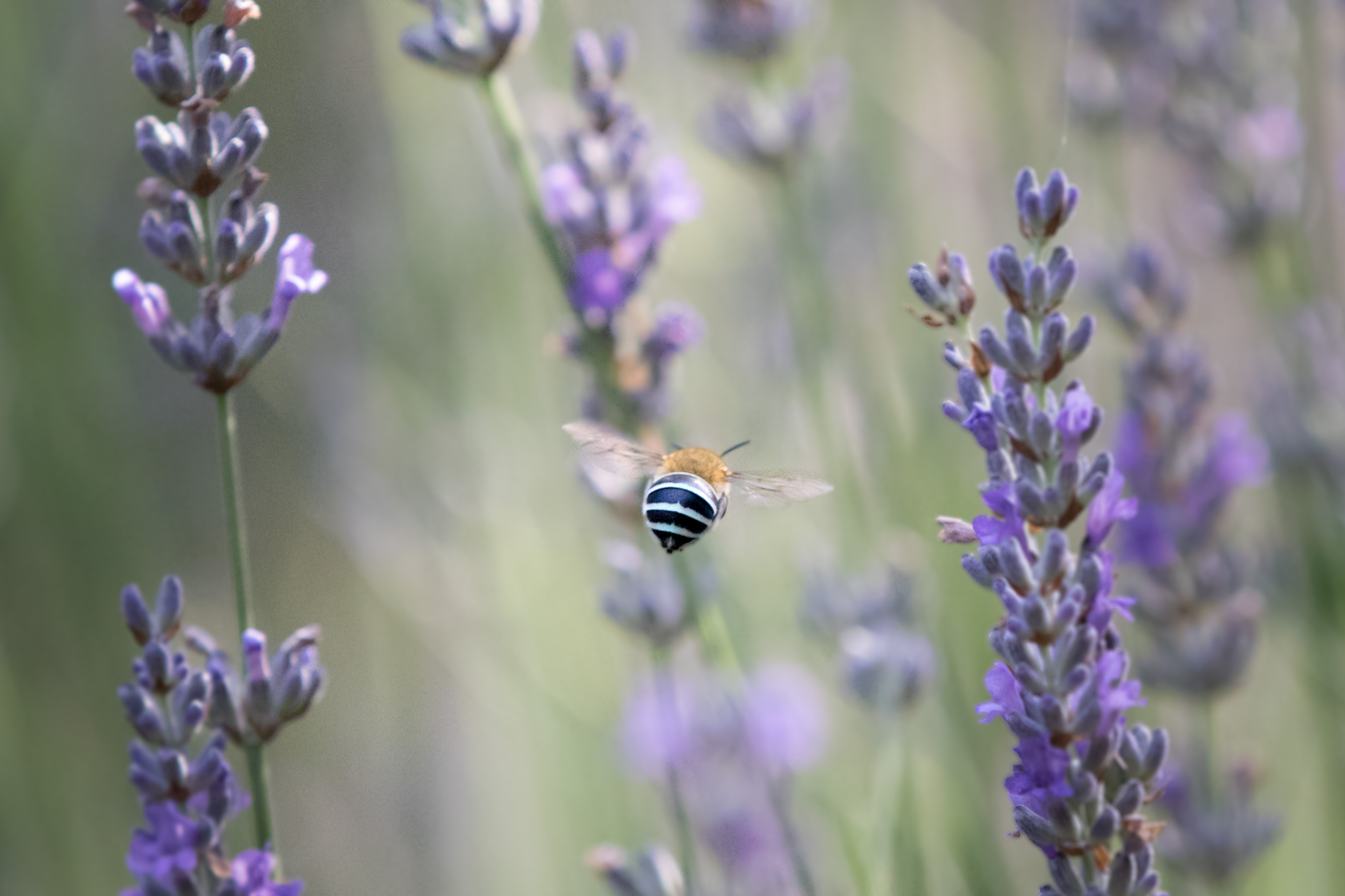A blue-banded native bee in flight among lavender flower spikes